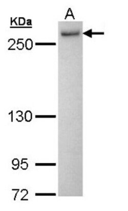 DHX16 Antibody, Novus Biologicals 100 &mu;L | Buy Online | Novus Biologicals | Fisher Scientific