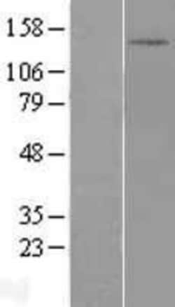 Novus Biologicals&trade;&nbsp;DHX30 Overexpression Lysate