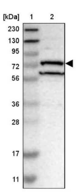 DHX58 Antibody, Novus Biologicals:Antibodies:Primary Antibodies