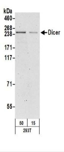 Dicer Antibody, Novus Biologicals 0.1mL; Unlabeled:Antibodies, Polyclonal