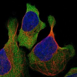 DIEXF Antibody, Novus Biologicals 0.1mL; Unlabeled:Antibodies, Polyclonal