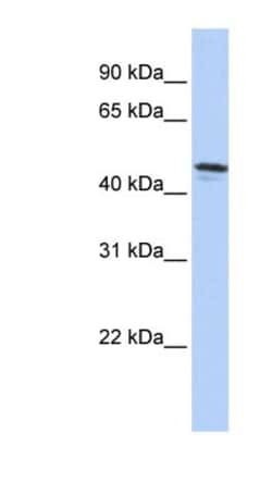 DPCR-1 Antibody, Novus Biologicals 0.05mg; Unlabeled:Antibodies, Polyclonal
