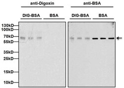Digoxin Antibody (25P1C9), Novus Biologicals 100 &mu;g | Buy Online | Novus Biologicals | Fisher Scientific