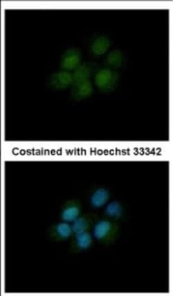 Dihydrofolate Reductase/DHFR Antibody, Novus Biologicals 0.1mL; Unlabeled:Antikroppar
