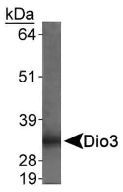 DIO3 Antibody - BSA Free, Novus Biologicals 0.1mL; Unlabeled:Antibodies,