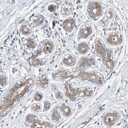 DIRAS3 Antibody, Novus Biologicals 0.1mL; Unlabeled:Antibodies, Polyclonal