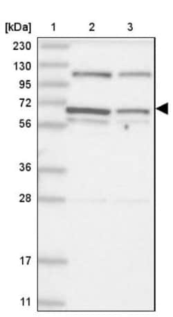 DIS3L2 Antibody, Novus Biologicals:Antibodies:Primary Antibodies
