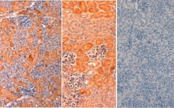 DLL1 Antibody, Novus Biologicals 0.1mg; Unlabeled:Antibodies, Polyclonal