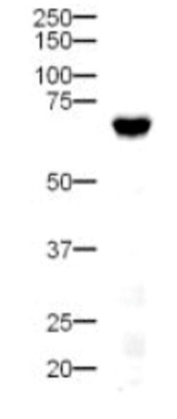 DLL4 Antibody, Novus Biologicals 0.1mg; Unlabeled:Antibodies, Polyclonal