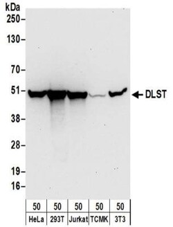 DLST Antibody, Novus Biologicals 0.1mg; Unlabeled:Antibodies, Polyclonal