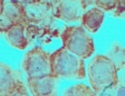 DLX3 Antibody, Novus Biologicals:Antibodies:Primary Antibodies