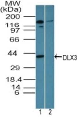 DLX3 Antibody, Novus Biologicals:Antibodies:Primary Antibodies