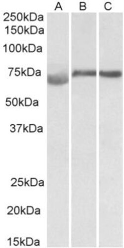 DMTF1 Antibody, Novus Biologicals 0.1mg; Unlabeled:Antibodies, Polyclonal