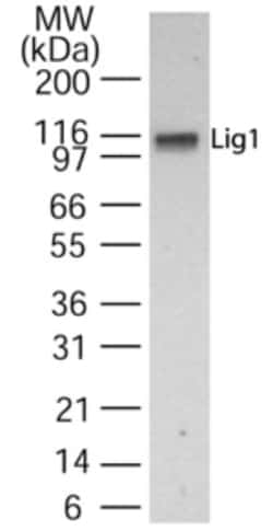 DNA Ligase I Antibody, Novus Biologicals 0.2mL; Unlabeled:Antibodies, Polyclonal