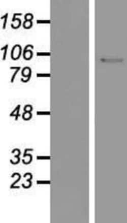 Novus Biologicals&trade;&nbsp;DNA Ligase I Overexpression Lysate