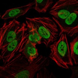 DNA-PKcs Antibody (3H6) - BSA Free, Novus Biologicals:Antibodies:Primary