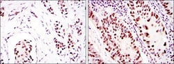 DNA-PKcs Antibody (3H6) - BSA Free, Novus Biologicals:Antibodies:Primary