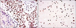 DNA-PKcs Antibody (3H6) - BSA Free, Novus Biologicals:Antibodies:Primary