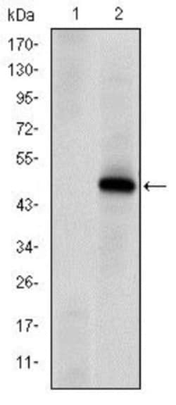 DNA-PKcs Antibody (3H6) - BSA Free, Novus Biologicals:Antibodies:Primary