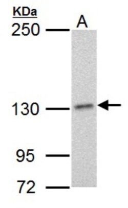 DNA Polymerase delta, catalytic subunit Antibody (607), Novus Biologicals