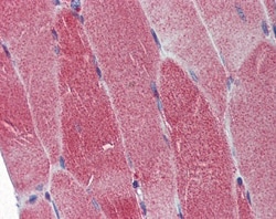 DNA Polymerase gamma Antibody, Novus Biologicals 0.1mL; Unlabeled:Antibodies,