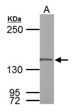 DNA Polymerase gamma Antibody, Novus Biologicals 0.1mL; Unlabeled:Antibodies,