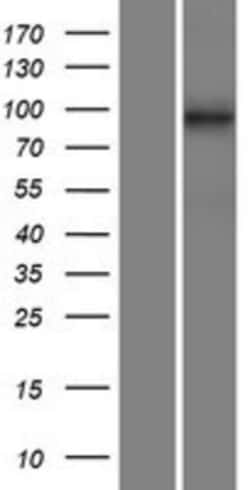 Novus Biologicals&trade;&nbsp;DNAAF2 Overexpression Lysate