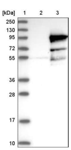 DNAI1 Antibody, Novus Biologicals 25 &mu;L | Buy Online | Novus Biologicals | Fisher Scientific