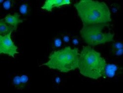DNAJA2 Antibody (OTI3A10), Novus Biologicals 0.1mL; Unlabeled:Antibodies,