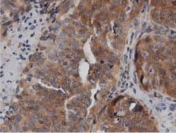 DNAJA2 Antibody (OTI3A10), Novus Biologicals 0.1mL; Unlabeled:Antibodies,