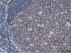 DNAJA2 Antibody (OTI3A10), Novus Biologicals 0.1mL; Unlabeled:Antibodies,