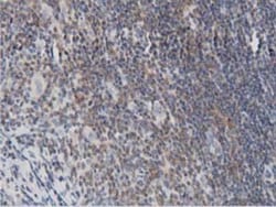 DNAJA2 Antibody (OTI3A10), Novus Biologicals 0.1mL; Unlabeled:Antibodies,
