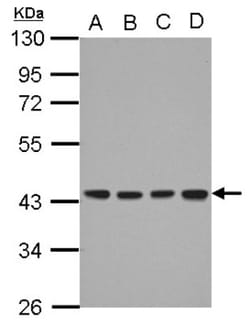 DNAJB12 Antibody, Novus Biologicals 0.1mL; Unlabeled:Antibodies, Polyclonal