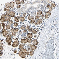 DNAJB12 Antibody, Novus Biologicals:Antibodies:Primary Antibodies
