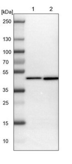 DNAJB12 Antibody, Novus Biologicals:Antibodies:Primary Antibodies
