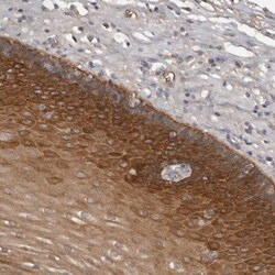 DNAJB4 Antibody, Novus Biologicals:Antibodies:Primary Antibodies