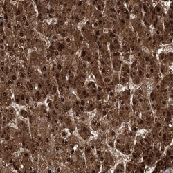 DNAJC13 Antibody, Novus Biologicals:Antibodies:Primary Antibodies