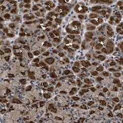 DNAJC14 Antibody, Novus Biologicals:Antibodies:Primary Antibodies