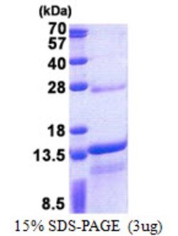 Novus Biologicals&trade;&nbsp;Recombinant Human DNAJC15 His Protein