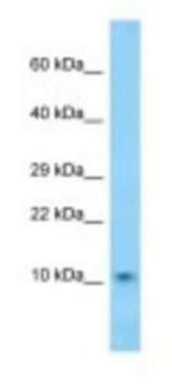 DNAJC19 Antibody, Novus Biologicals:Antibodies:Primary Antibodies