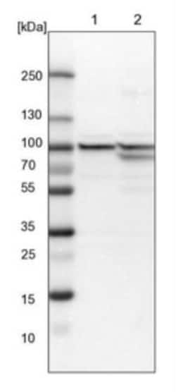 DNAJC2 Antibody, Novus Biologicals:Antibodies:Primary Antibodies