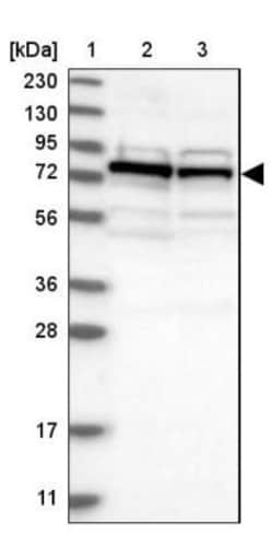 DNAJC2 Antibody, Novus Biologicals:Antibodies:Primary Antibodies