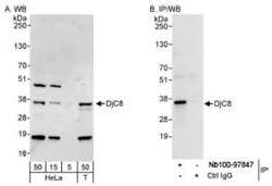DNAJC8 Antibody, Novus Biologicals 0.1mL; Unlabeled:Antibodies, Polyclonal