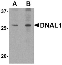 DNAL1 Antibody - BSA Free, Novus Biologicals 0.025 mg, Unconjugated:Antibodies,