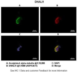 DNALI1 Antibody, Novus Biologicals 100&mu;L; Unlabeled:Antibodies, Polyclonal