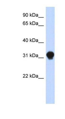 DNALI1 Antibody, Novus Biologicals 100&mu;L; Unlabeled:Antibodies, Polyclonal