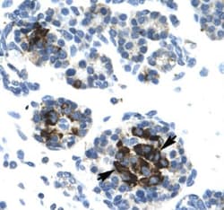DNA Ligase IV Antibody, Novus Biologicals 100 &mu;L; Unconjugated:Antibodies,