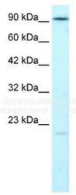DNA Ligase IV Antibody, Novus Biologicals 100 &mu;L; Unconjugated:Antibodies,