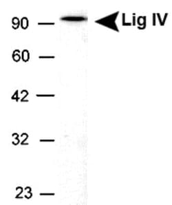 DNA Ligase IV Antibody, Novus Biologicals 100 &mu;L; Unconjugated:Antibodies,