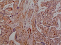 DNAM-1/CD226 Antibody (MM0248-1X20) - Azide and BSA Free, Novus Biologicals